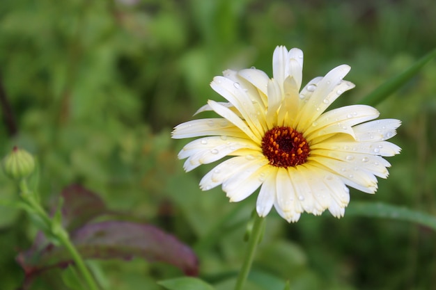 白い花の咲くアスター