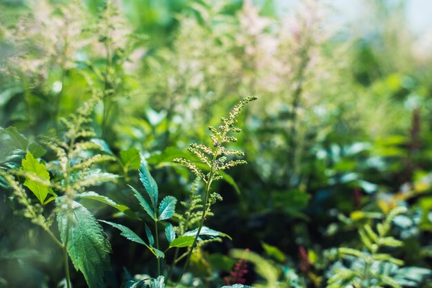 温室に咲くアスチルベの花