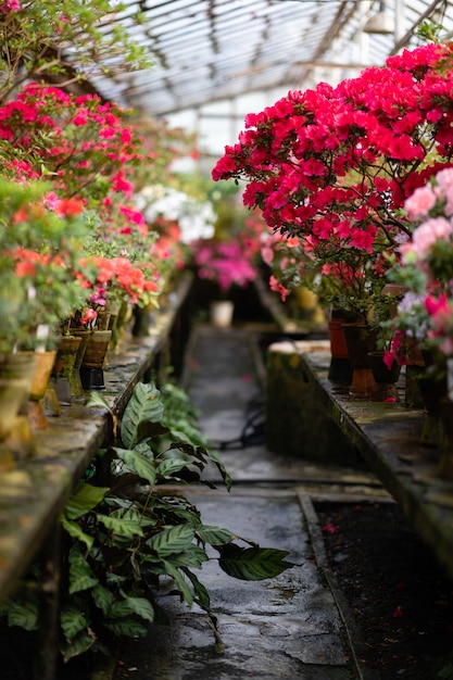 Blooming Azalea Flowering Plants Closeup  Blossoming Decorative Red Buds Flowers And Green Leaves Branches.