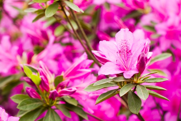 咲くツツジの花、春のピンクと紫の花、庭の自然の美しさ。