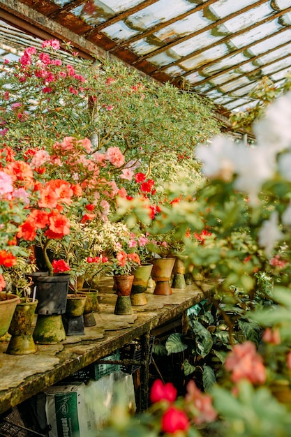 Blooming azaleas in greenhouse pots