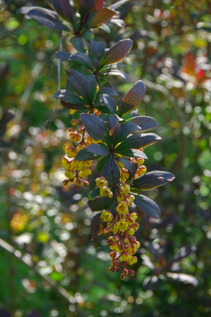 blooming barberry closeup in the sun