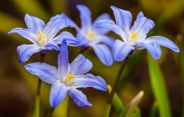 Blooming of beautiful blue flowers chionodoxa in the spring garden