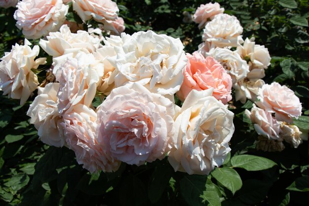 Blooming beautiful bunch of roses in the garden