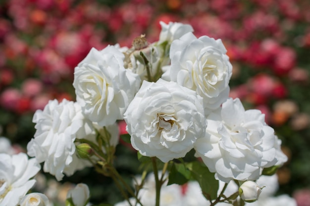 Цветущий красивый букет роз в саду