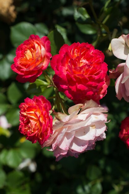 Blooming beautiful bunch of roses in the garden