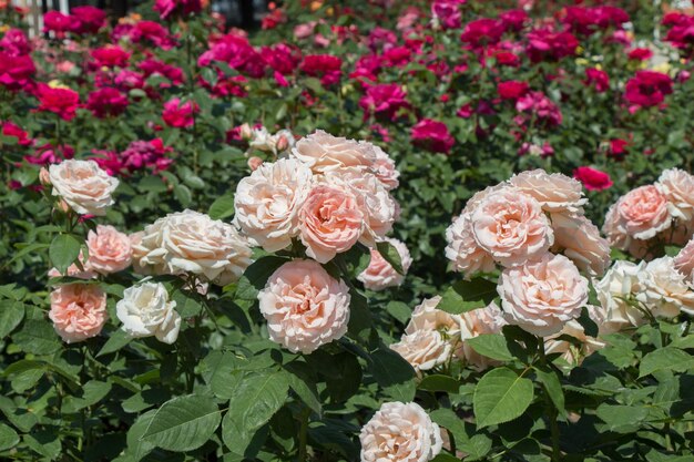 Blooming beautiful bunch of roses in the garden