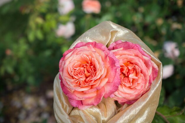 Photo blooming beautiful bunch of roses in the garden