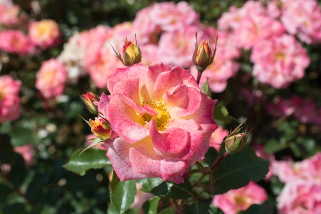 Blooming beautiful bunch of roses in the garden