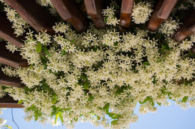 ビューで美しい色とりどりの新鮮な花が咲く