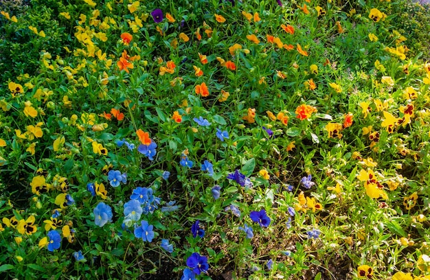 咲く美しいカラフルな新鮮な自然の花、自然の花、自然フィールド、自然の背景 f