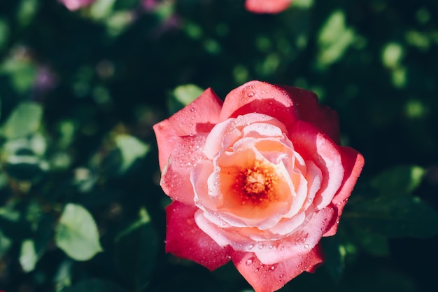 Blooming beautiful colorful fresh rose with dew on petals