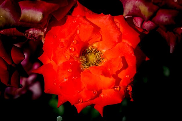 Blooming beautiful colorful fresh rose with dew on petals