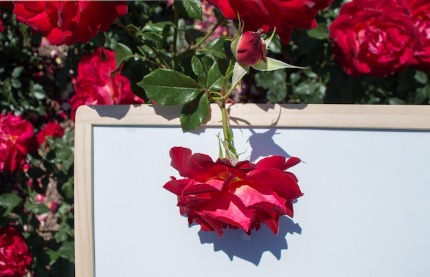 Foto una bella rosa colorata che fiorisce su una tavola