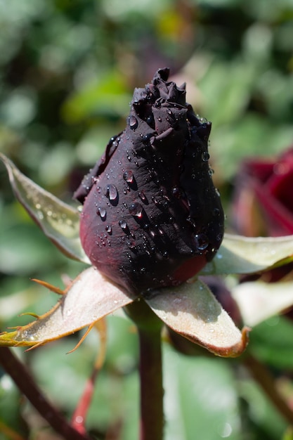 Blooming beautiful colorful rose bud in garden background