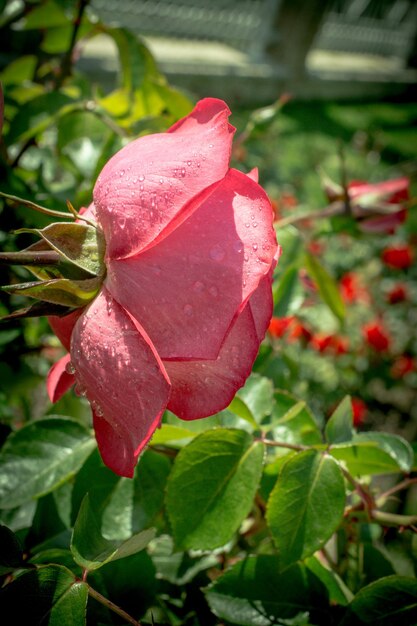 Blooming beautiful colorful rose in floral background