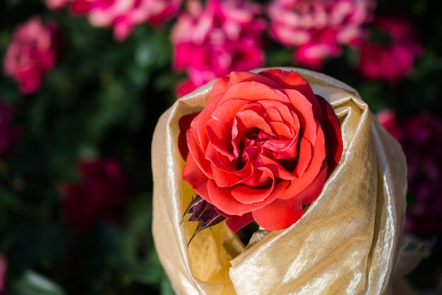 Фото Цветущая красивая красочная роза на цветочном фоне