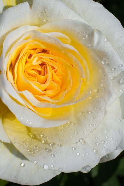 Blooming beautiful colorful rose with water drops on petals