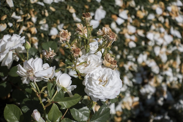 Blooming beautiful colorful roses in the garden background