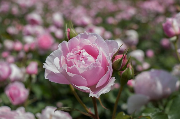 Blooming beautiful colorful roses in the garden background