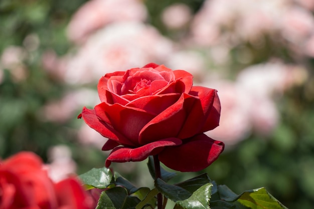 庭 の 背景 に く 美しい 色彩 の 豊かな バラ