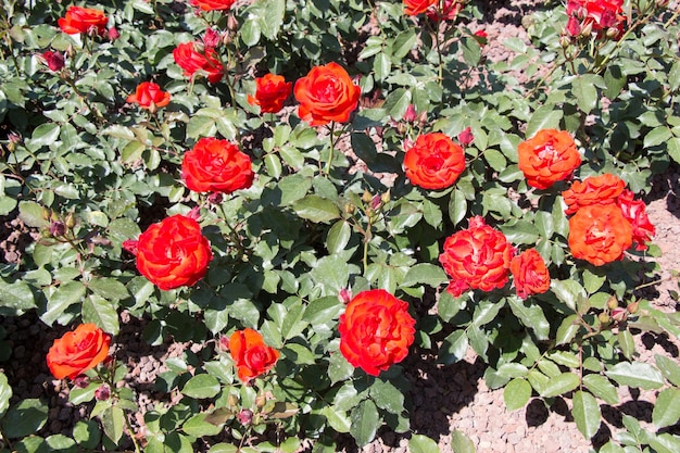 Цветущие красивые красочные розы в саду