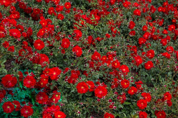 Blooming beautiful colorful roses in the garden