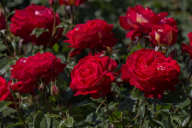 Blooming beautiful colorful roses in the garden