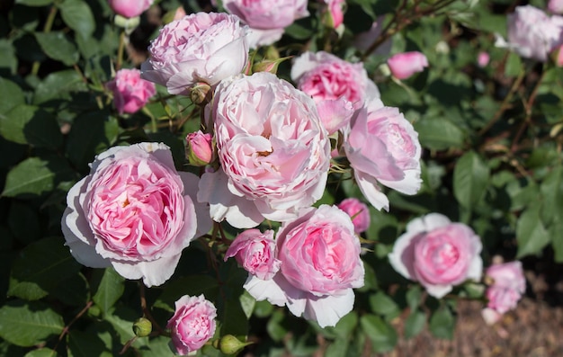 Цветущие красивые красочные розы в саду