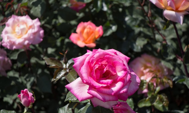 Blooming beautiful colorful roses in the garden