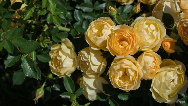 Blooming beautiful colorful roses in the garden