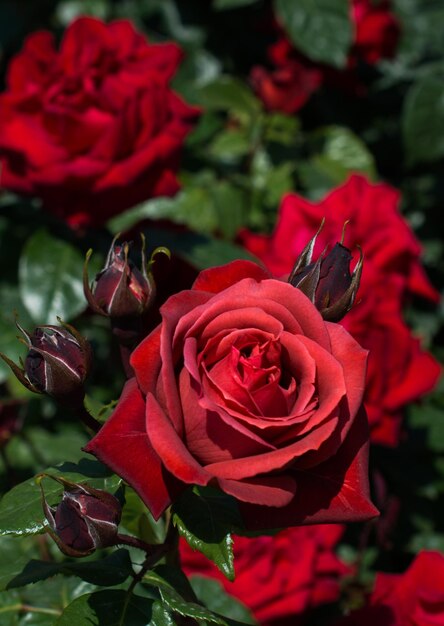 Blooming beautiful colorful roses in the garden