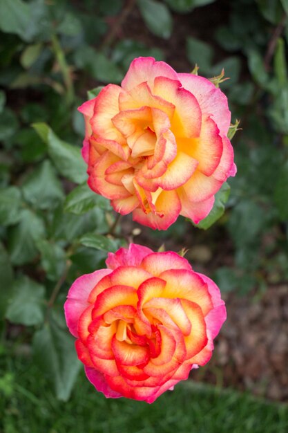 Blooming beautiful colorful roses in the garden