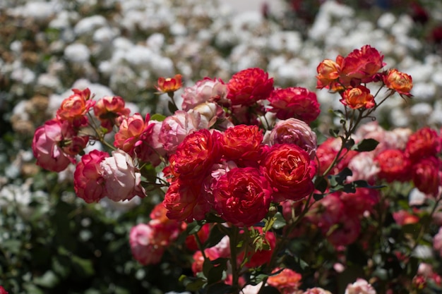 Blooming beautiful colorful roses in the garden