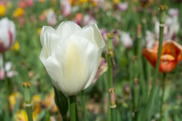 Blooming beautiful colorful tulips flower in spring time