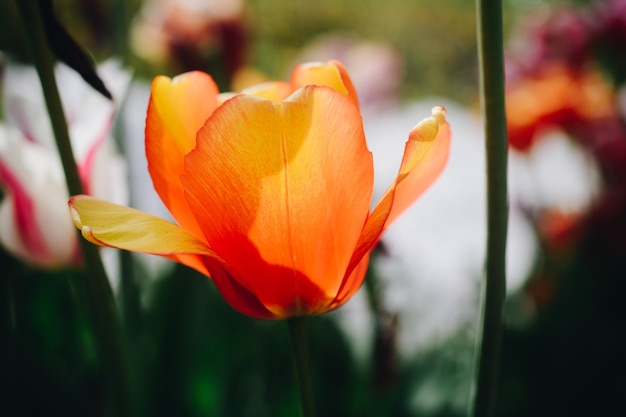 Blooming beautiful colorful tulips flower in spring time