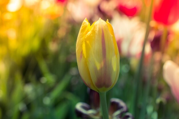 Blooming beautiful colorful tulips flower in spring time