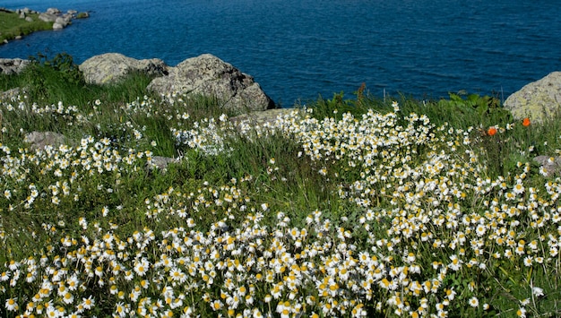 Blooming beautiful colorful wild flowers by the pond in view