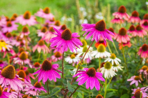 Blooming beautiful coneflower in summer garden