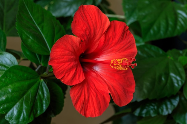 Цветущий красивый цветок Hibiscus rosasinensis