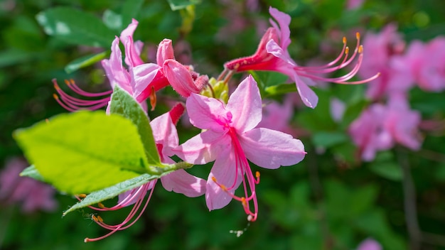 Blooming beautiful pink rhododendrons in the garden. Macro.