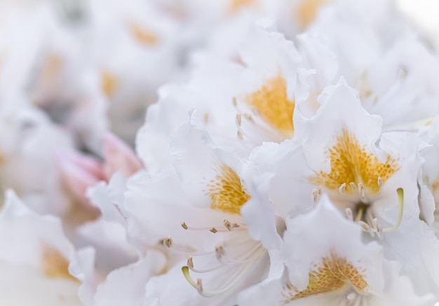 春の庭の花の背景にシャクナゲの咲く美しい白い花