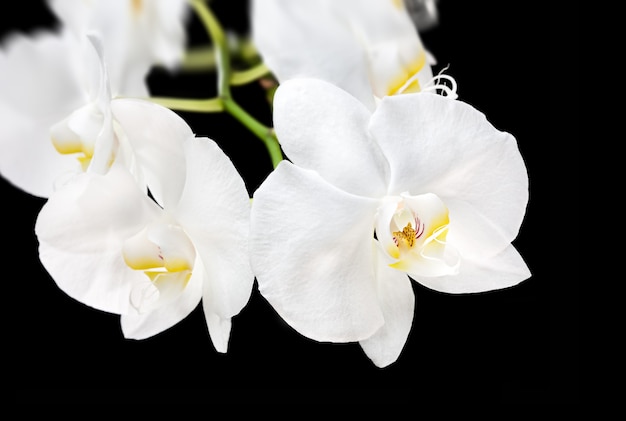 Blooming beautiful white phalaenopsis orchid on black background
