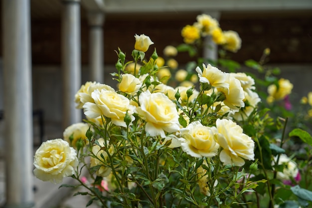 Blooming beautiful yellow rose flowers on blurred background of Hagia Sophia