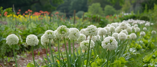 Цветущая красота Allium Siculum Мед Сицилийская лилия Чеснок