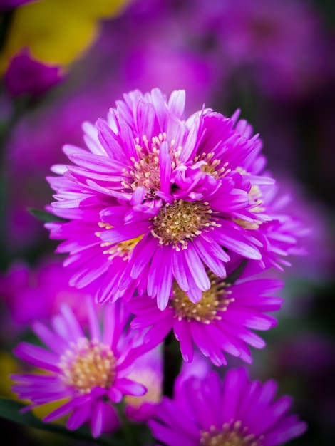 Blooming beauty discover the captivating allure of the vibrant aster flower