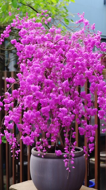 Blooming beauty violet blossoming cercis siliquastrum plant