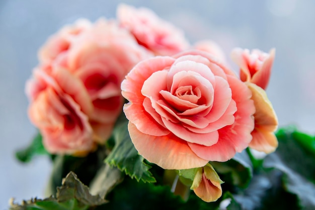 Blooming begonia elatior of the Borias variety. Floriculture, hobby, green home.