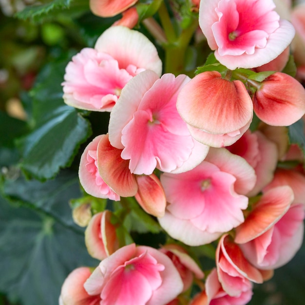 Blooming begonia elatior of the Borias variety. Floriculture, hobby, green home.