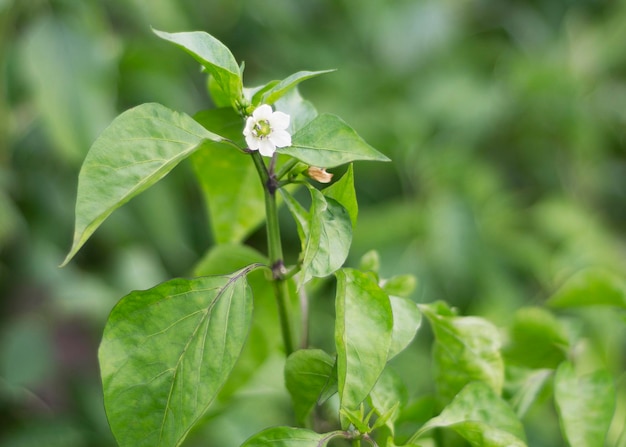 Peperone in fiore tra le foglie verdi del giardino 2